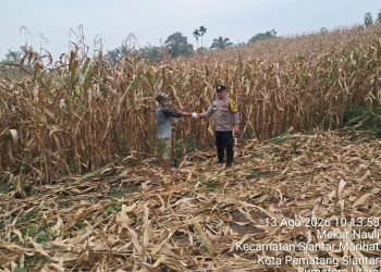 Dukung Ketahanan Pangan, Bhabinkamtibmas Polsek Siantar Timur Pantau 10 Rante Ladang Jagung Petani Binaan